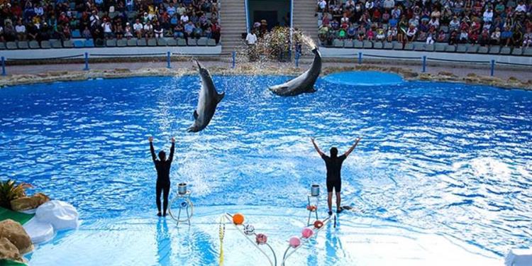 DOLPHIN SHOW