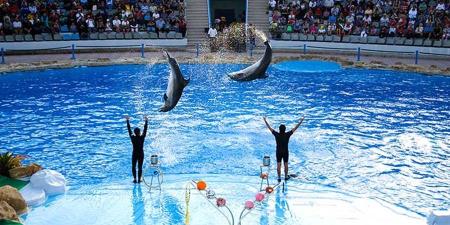 DOLPHIN SHOW